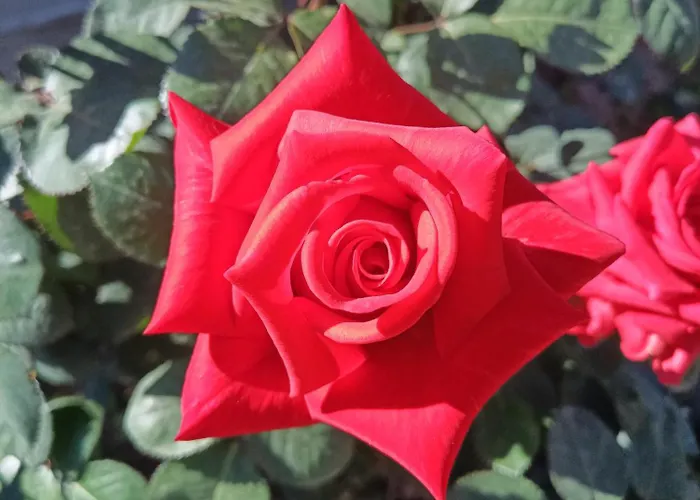 Rose House Casa de Férias *