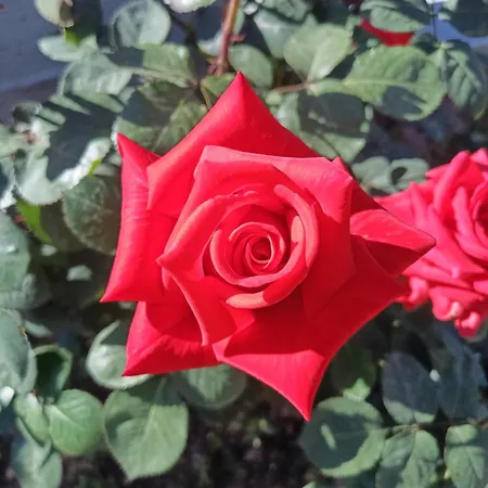 Rose House Ferienhaus *